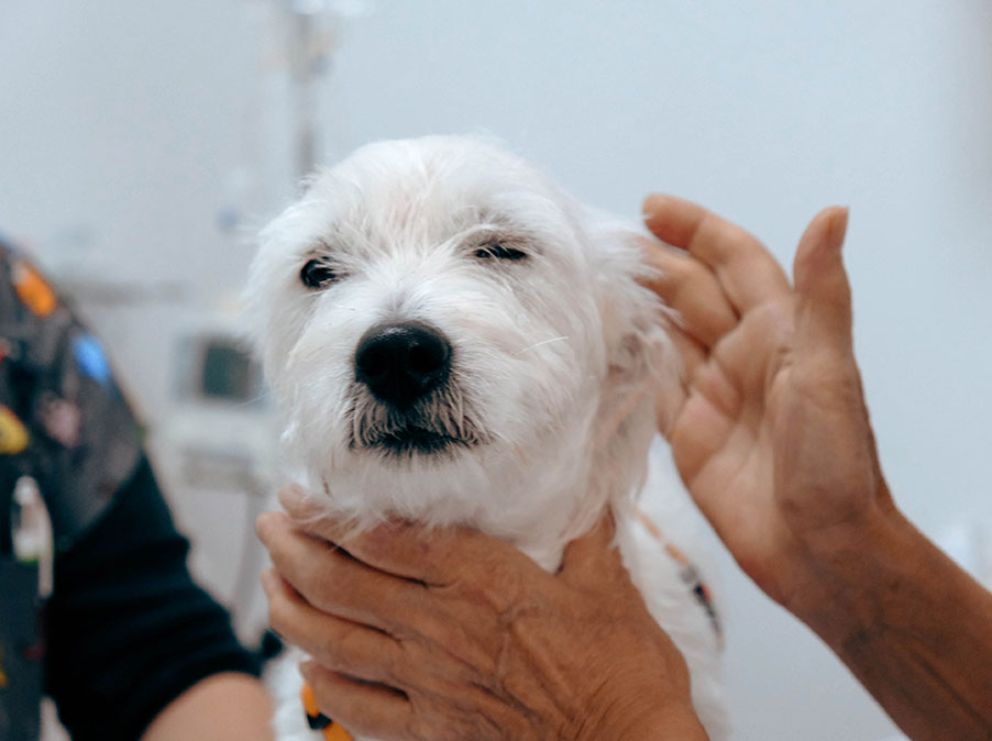 Il Cane immobile in clinica è veramente bravo o è terrorizzato?
