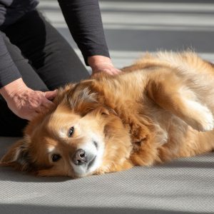 La manipolazione miofasciale applicata ai Cani