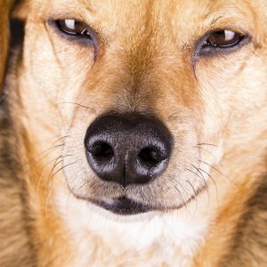 Postura e sguardo dicono come gestire il Cane