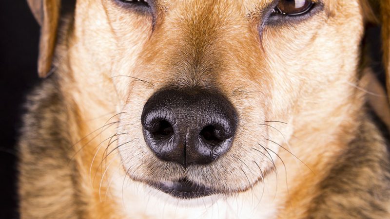 Postura e sguardo dicono come gestire il Cane
