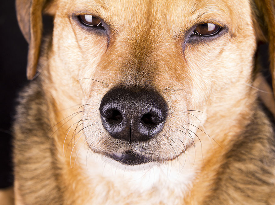 Postura e sguardo dicono come gestire il Cane