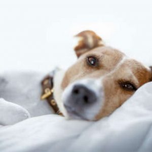 L’uso degli stimoli olfattivi in ambito veterinario