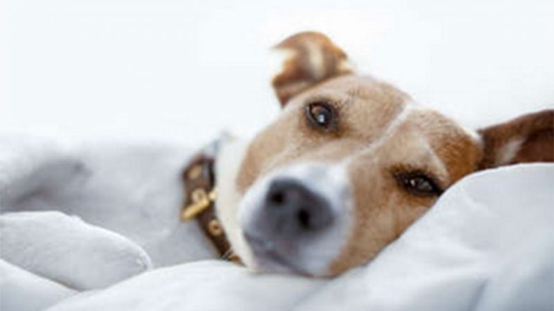 L’uso degli stimoli olfattivi in ambito veterinario