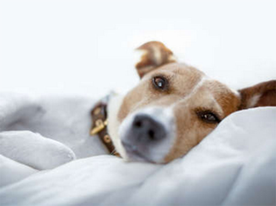 L’uso degli stimoli olfattivi in ambito veterinario