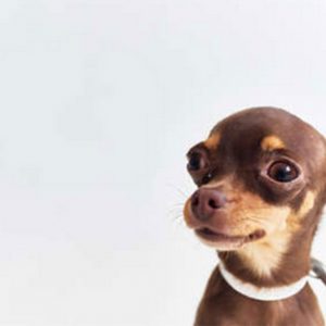 Attenzione quando si toccano i Cani di piccola taglia