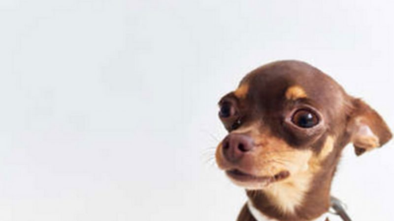 Attenzione quando si toccano i Cani di piccola taglia