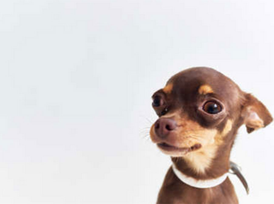 Attenzione quando si toccano i Cani di piccola taglia