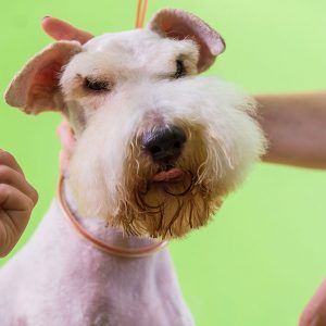 Il Cane si stressa durante la toelettatura