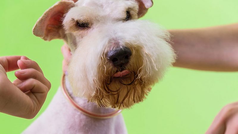 Il Cane si stressa durante la toelettatura