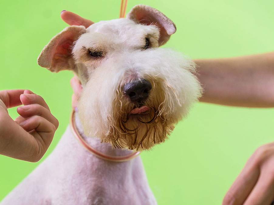 Il Cane si stressa durante la toelettatura