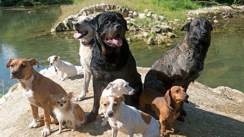 Non sorprendiamoci quando  il Cane fa ciò per cui è nato