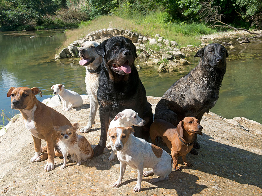 Non sorprendiamoci quando  il Cane fa ciò per cui è nato