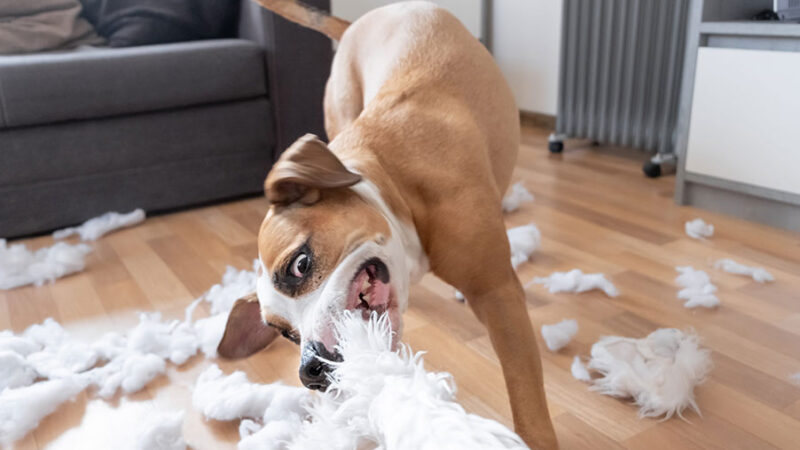 Il Cane non è cattivo, sta comunicando esigenze
