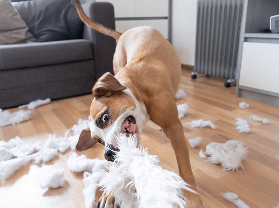 Il Cane non è cattivo, sta comunicando esigenze
