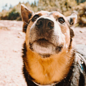 Detartasi ed estrazione di denti nel Cane