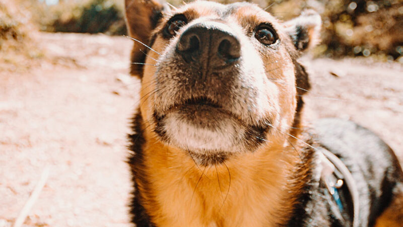 Detartasi ed estrazione di denti nel Cane