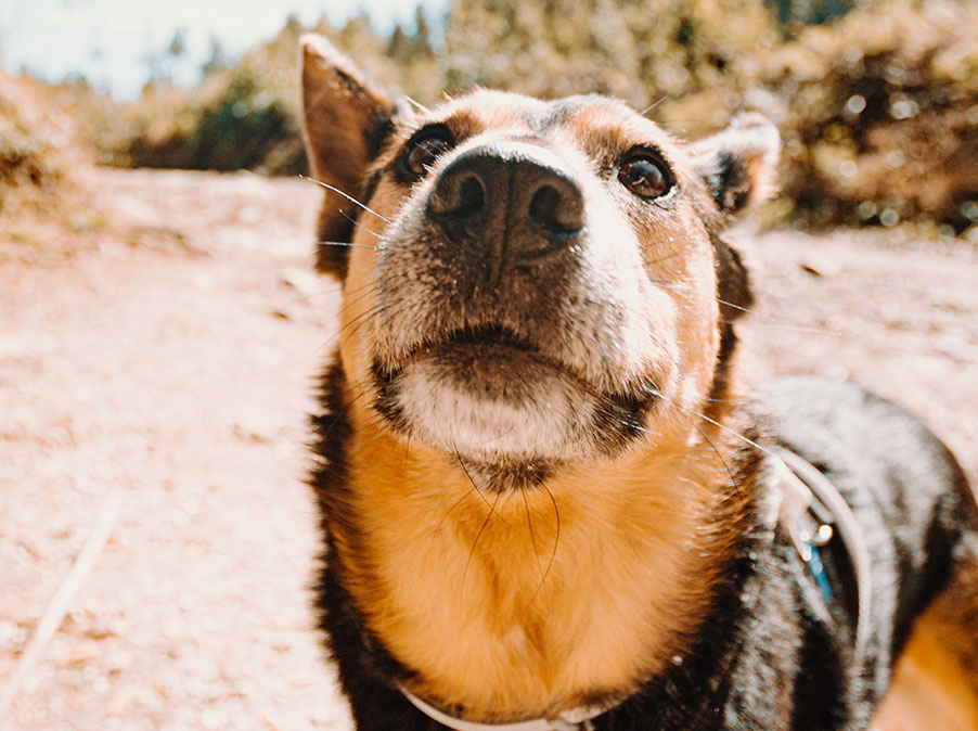 Detartasi ed estrazione di denti nel Cane