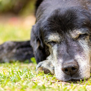 Capire e gestire la disfunzione cognitiva nel Cane