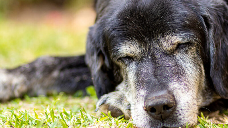 Capire e gestire la disfunzione cognitiva nel Cane