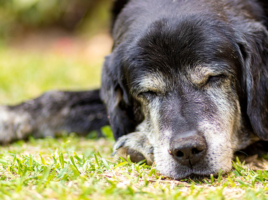 Capire e gestire la disfunzione cognitiva nel Cane
