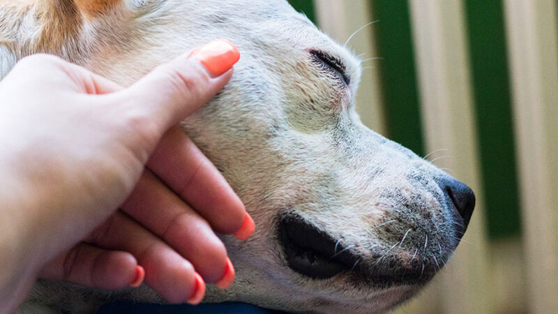 Prepararsi alla morte del Cane: il lutto anticipatorio