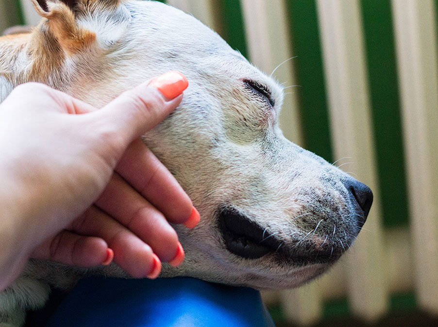 Prepararsi alla morte del Cane: il lutto anticipatorio