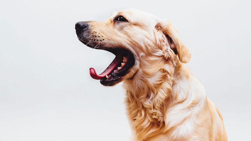 La punizione serve per educare e addestrare i Cani?