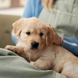 Si può avere difficoltà ad amare il nuovo Cane: la ‘Second Dog Syndrome’