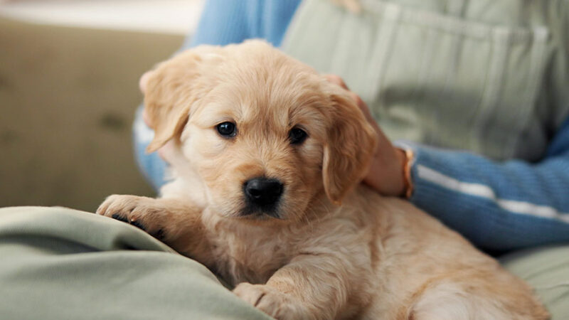 Si può avere difficoltà ad amare il nuovo Cane: la ‘Second Dog Syndrome’