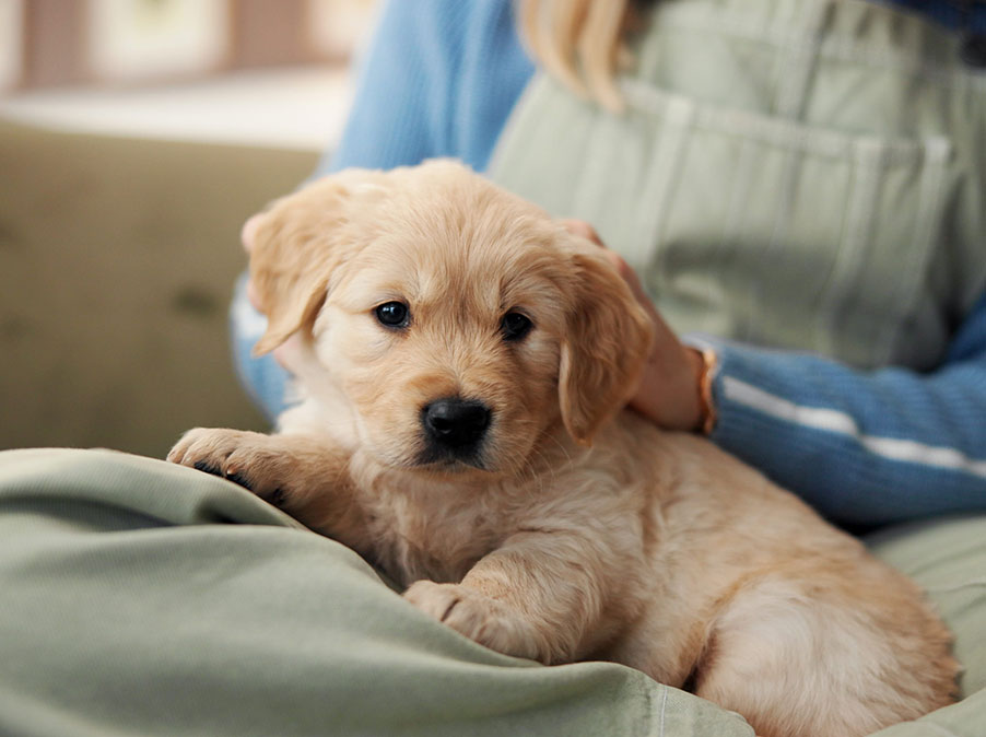 Si può avere difficoltà ad amare il nuovo Cane: la ‘Second Dog Syndrome’