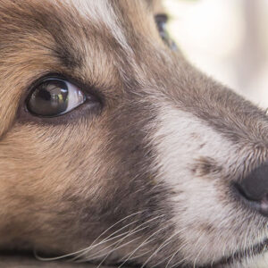 Come riconoscere il Cane timido e cosa fare
