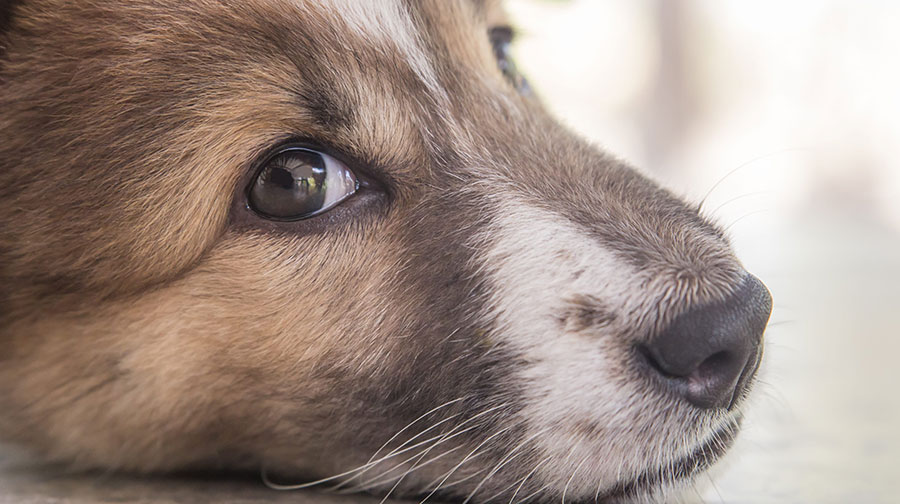 Come riconoscere il Cane timido e cosa fare