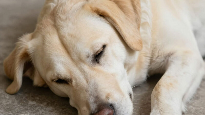 Il dolore cronico nel Cane: i segnali invisibili e le compensazioni