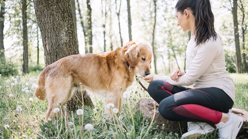 E se il metodo Montessori andasse bene anche per i Cani?