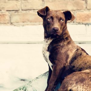 Non è vero che i Cani hanno la pelle dura