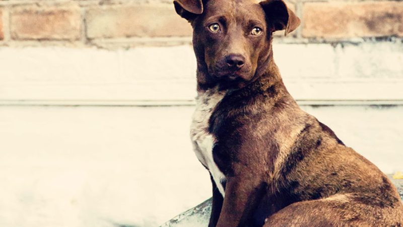 Non è vero che i Cani hanno la pelle dura