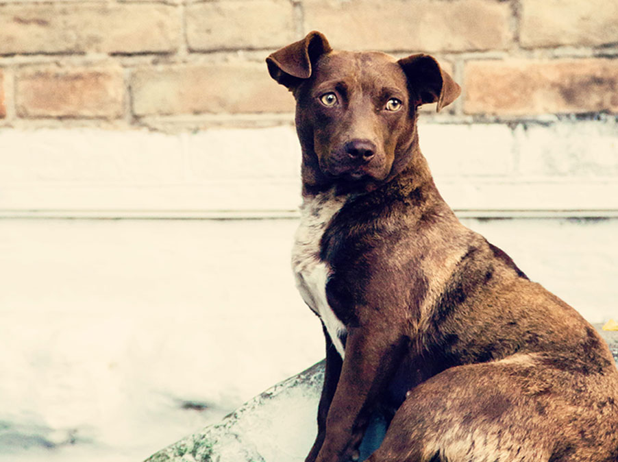 Non è vero che i Cani hanno la pelle dura