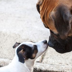 I Cani riconoscono lo stato emotivo degli altri Cani dall’odore