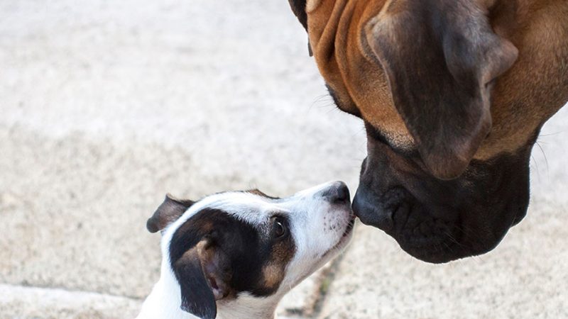 I Cani riconoscono lo stato emotivo degli altri Cani dall’odore