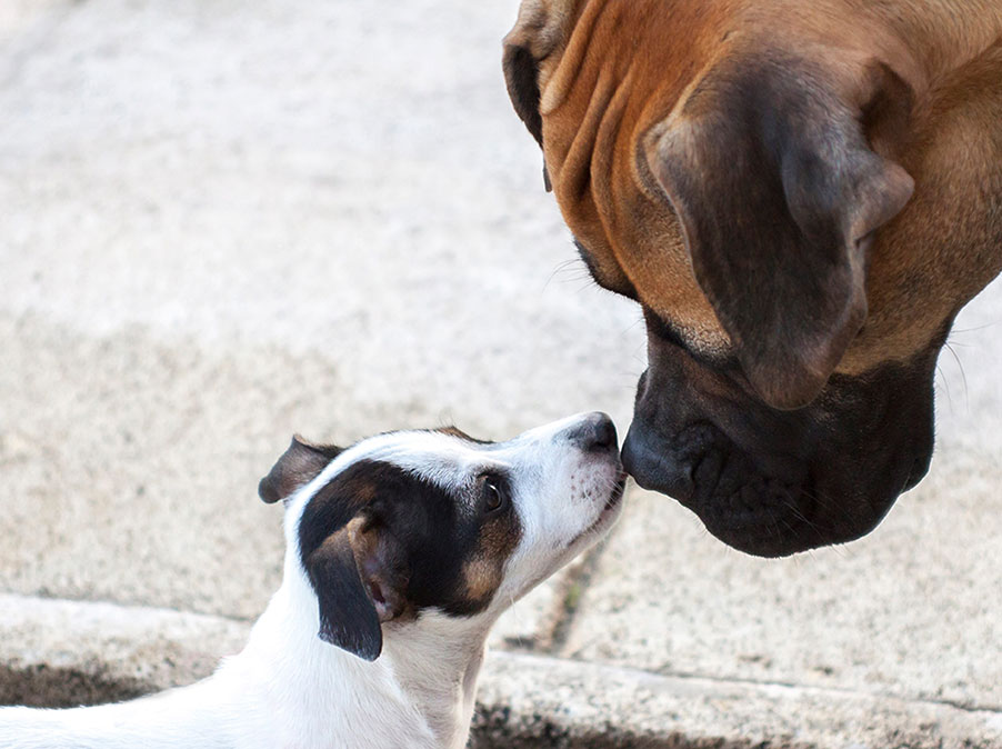 I Cani riconoscono lo stato emotivo degli altri Cani dall’odore