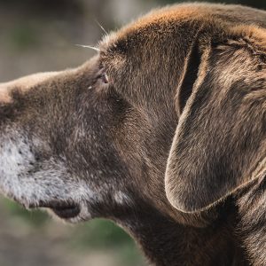 Il cambiamento dell’udito nel Cane anziano
