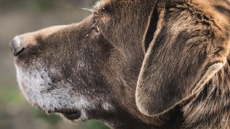 Il cambiamento dell’udito nel Cane anziano