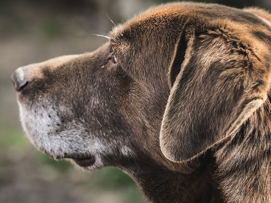Il cambiamento dell’udito nel Cane anziano