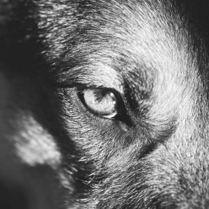 I problemi di vista influiscono sui comportamenti del Cane