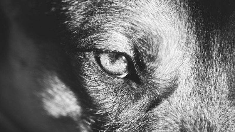 I problemi di vista influiscono sui comportamenti del Cane