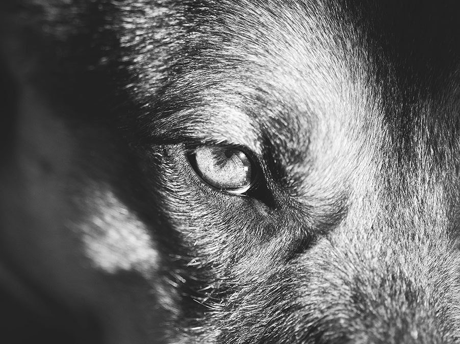 I problemi di vista influiscono sui comportamenti del Cane