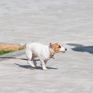 Cosa possono fare i Cani quando sono in difficoltà: le strategie di adattamento
