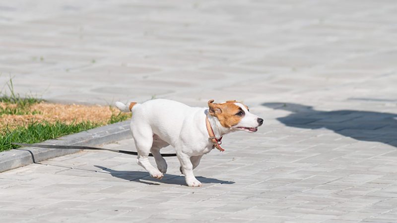 Cosa possono fare i Cani quando sono in difficoltà: le strategie di adattamento