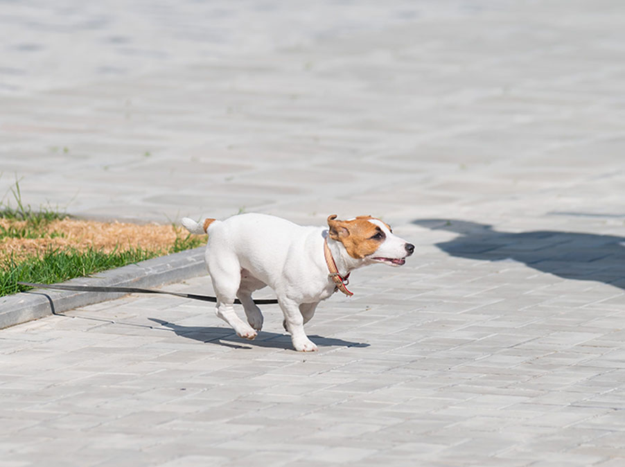 Cosa possono fare i Cani quando sono in difficoltà: le strategie di adattamento