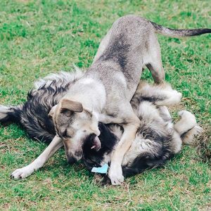 I Cani non giocano tutti nello stesso modo: il gioco duro